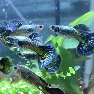 新孔雀鱼稀有精品泰国蓝龙马赛克淡水鱼凤尾鱼小型热带观赏纯种热