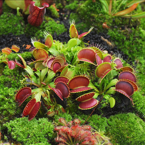 吃虫植物超大捕蝇草