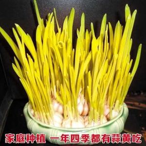 蒜黄蒜苗种子大蒜种子蒜苔紫皮香蒜头新鲜山东干蒜头四季水培土培