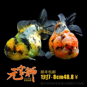 元宝狮金鱼观赏鱼淡水包邮包活短c尾小型花狮泰狮五花狮子头活体