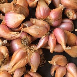 【烂果包赔】小黄葱头干红葱头小香葱火葱馄饨包子榨油调料油葱酥