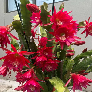 令箭荷花 盆栽花卉n室内绿植 仙人掌嫁接叶片扦插苗带根无花苞