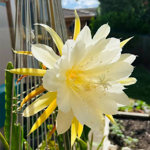 鱼骨令箭荷花-淘宝拼多多热销鱼骨令箭荷花货源拿货 - 阿里巴巴货源