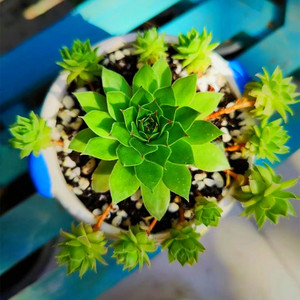 观音莲锦多肉植物观音莲群生多头老桩带仔室内办公室盆栽花防辐射