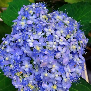 三河千鸟绣球花苗长花卉室内绿植物阳台庭院盆栽苗有松芳醇好养活