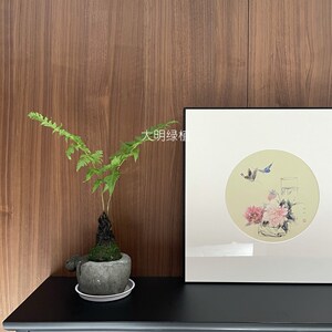 一叶蕨蕨类植物盆栽大型蕨类禅意水培室内耐阴造景好养蕨类老桩