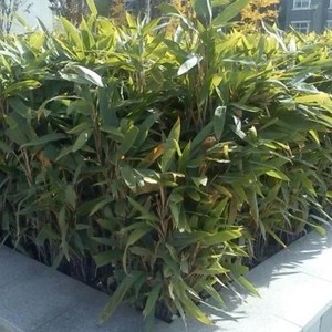 四季常青箬竹苗 粽叶竹子苗 别墅庭院绿化端午包粽子 室内盆栽