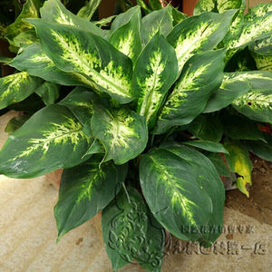 花叶斑马万年青银皇后盆栽花卉观叶植物银皇后一盆大号35厘米左右