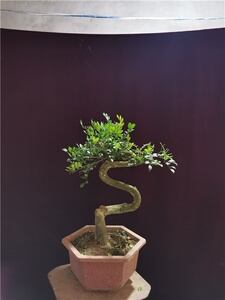 新品九里香树桩盆景老桩盆栽造型高提根盆景t植物室内四季常青小