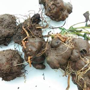 tt贵州中草药新鲜背蛇生500克中药材九月生白蛇胆朱砂莲躲蛇生原