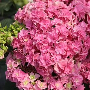 22海k蒂的花园 雷神大花绣球新品重瓣八仙花阳台庭院花卉植物盆a.