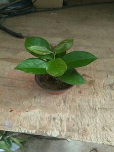 22叶仙q人掌 木麒麟苗 叶仙苗 嫁接蟹爪兰砧木 带育苗盆发货a.