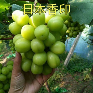 新品种日本香印晴王葡萄苗四季阳光玫瑰无核葡萄树苗爬藤青提无籽
