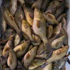 正宗东北老头鱼黑龙江开江鱼新鲜野生山胖头鲜活速冻3斤