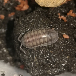 高档奶牛橘化雪白海星白侏儒可物鼠妇潮虫西瓜虫昆虫w宠爱迷你ins