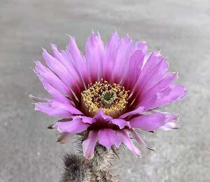 四海园艺 折墨虾仙人球鹿角柱属实生易养易开y花大花紫花