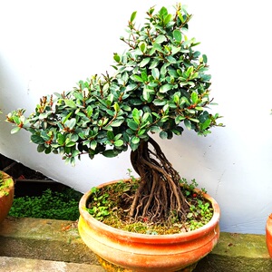 高档盆景提根h造型中华蚊母造型拍桩盆景 中华文母树物实树摄.