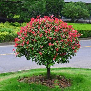 红叶石楠球形树苗金黄杨小叶女贞冬青四季火焰红室外庭院绿化工程