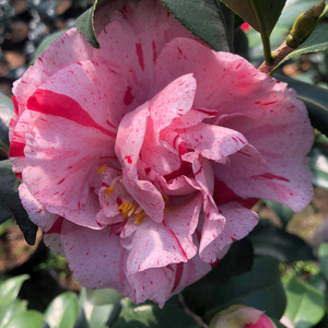 000人付款淘宝非常容易绿植山茶花稀有树苗系列好彩叶i