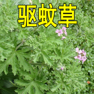 香花子种 驱蚊草种籽子 室外 室内 庭院盆栽花卉草种子驱蚊草种籽