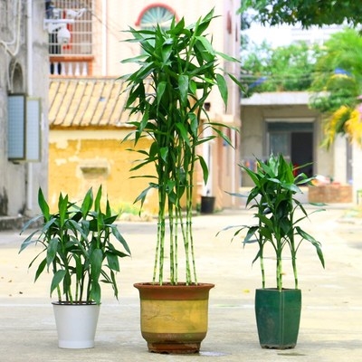 客厅花卉培植室内植土带根水绿竹水竹盆栽观音竹富贵w物竹子大型
