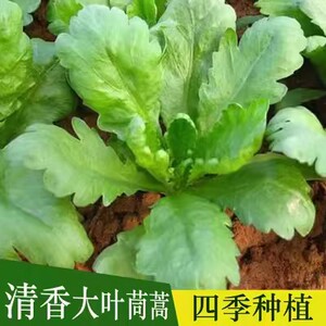 中叶茼蒿种子大叶小叶蒿菜籽四季种阳台盆栽蔬菜籽秋播高杆皇帝菜