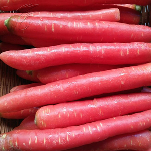 玫瑰红胡萝卜种子高产紫黑胡萝卜种子黄色胡萝卜特色蔬菜种子脆甜