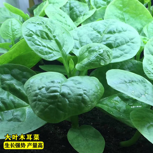 大叶木耳菜种子苗落葵小青菜耐高温高湿春夏四季阳台盆栽蔬菜籽孑