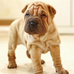 沙皮狗幼犬褶皱