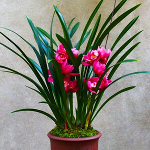 【香草兰苗】香草兰苗品牌,价格 - 阿里巴巴