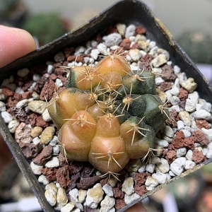 翠晃冠锦仙人球