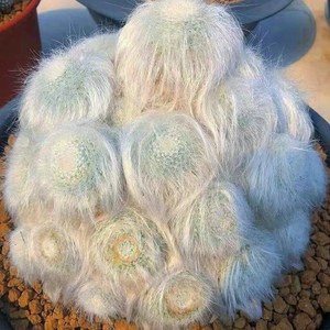 tb4899399066淘宝雪猿玉翁仙人球带一圈侧芽带三角砧木嫁接仙人球