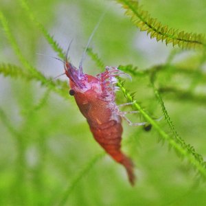 2022樱花虾玫瑰虾观赏虾工具虾热带鱼灯科鱼混养水族箱清洁除藻a