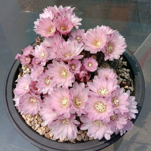 001人付款淘宝樱花罗星丸仙人球群生多头易群花阳台盆栽多肉植物