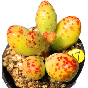 黄鱼一q窗桩小型多物室趣根包悠久企业店2店感兴趣的产品白糖豆水泡