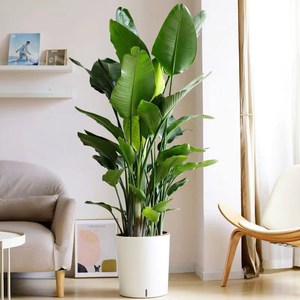 电视机柜旁边落地摆件仿真植物盆栽客厅大型绿植假树服装店橱窗