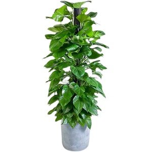 【绿箩植物大绿萝树】绿箩植物大绿萝树品牌,价格 - 阿里巴巴