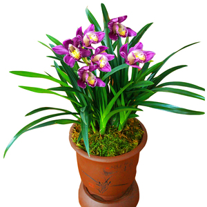 【四叶兰】四叶兰品牌,价格 - 阿里巴巴