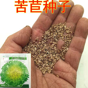 苦苣种子农家苦菊菜籽种蔬菜种孑花叶苦苣菜种籽春秋冬季四季菜籽