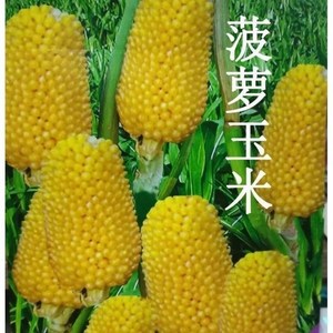 菠萝玉米种子 可生吃玉米种子庭院阳台四季易种蔬菜水果玉米种子