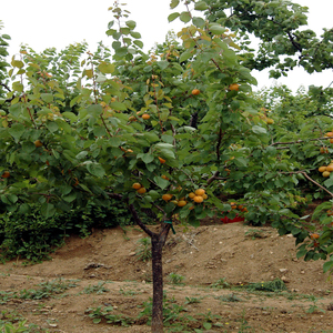 【杏梅苗】杏梅苗品牌,价格 - 阿里巴巴