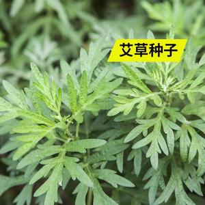 野生细叶艾草食用药用靳艾蒿青蒿香青团艾绒驱四季驱蚊草籽