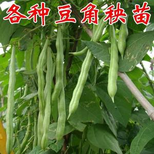 豆角秧苗带土院无架四季豆角苗爬架长角苗豇豆苗菜阳台豆蔬庭2897