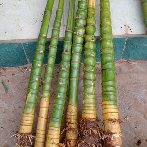 竹件佛鱼材密竹文l胡品u汉子京手扇节钓持竿担把原骨料肚精罗玩竹