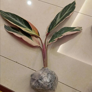 日本购凤凰羽水培植物h室内绿植彩虹羽花卉盆栽富贵竹芋好养x客厅