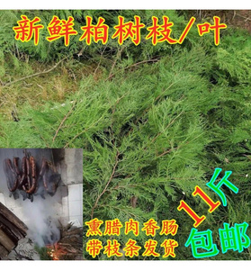 新鲜柏树枝熏肉柏树枝柏树叶子熏腊肉的材料泡酒熏肉腊肠专用材料