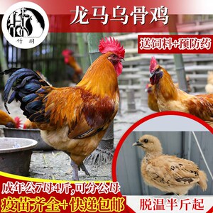 乌皮鸡-淘宝拼多多热销乌皮鸡货源拿货 - 阿里巴巴货源