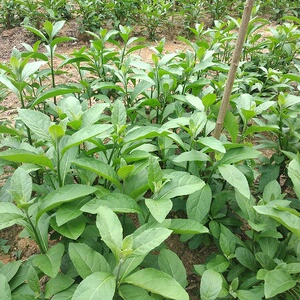 什非南非叶叶作i功有马效宗南叶p苗非西斑叶干亚用树茶南的么正来