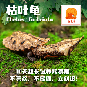 玛塔龟枯叶龟剃刀苗双头乌龟宠物龟苗超大深水龟稀罕有乌龟蛋蛋龟