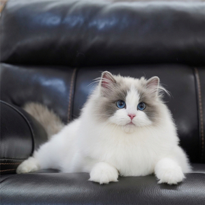 猫舍布偶猫赛级双血统海双蓝双长毛仙女猫活物幼崽